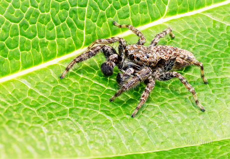Schorsmarpissa