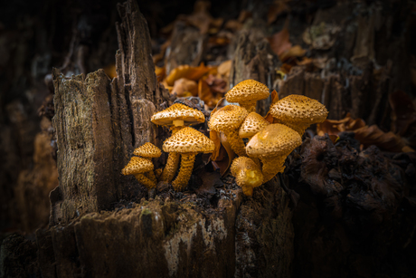 Schubbige bundelzwam