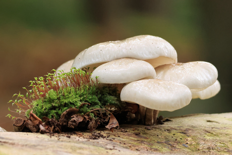 Porselein Paddenstoelen