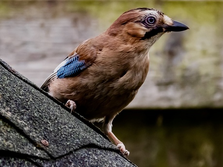Bonte specht