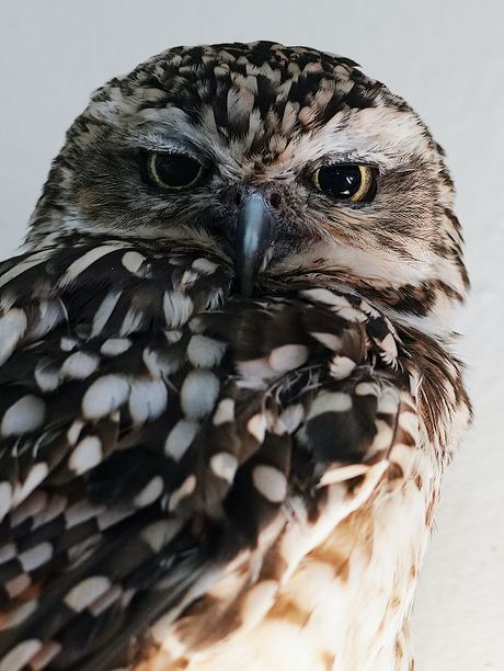 Als blikken konden...