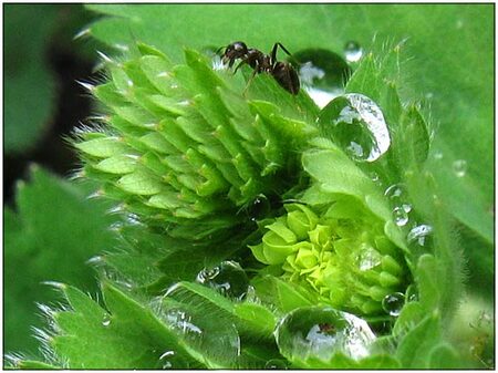 In de drup - Ik wilde enkele manieren van druppels fotograferen proberen, toen deze mier ineens tussen de druppels doorliep. - foto door Marmein op 25-05-2004