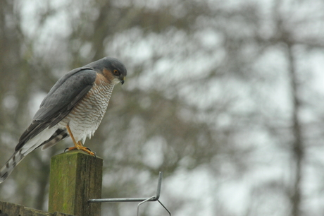 Sperwer in Tuin.JPG