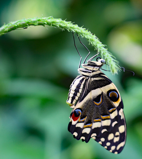 papilio demoleus (limoenvlinder)