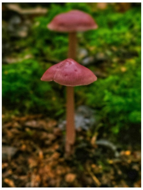 Mycena rosea 