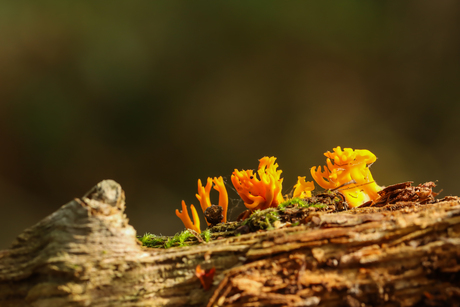 Kleverig koraalzwammetje