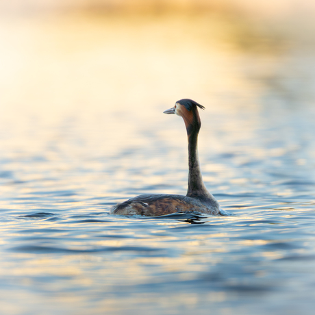 Fuut op het water met ondergaande zon
