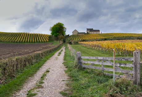Herfst op wijnboerderij Apostelhoeve, Maastricht