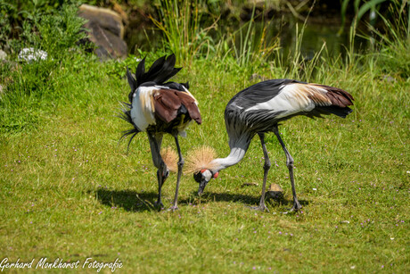 Samen pikken...