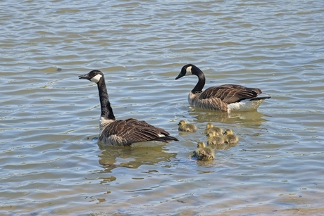Canadese ganzen familie.