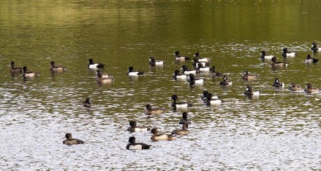 kraaloogjes op het water