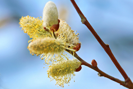 "Spring is in the air"