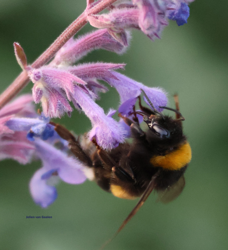 Hommel gaat voor paars - deel 1.