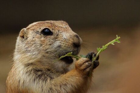 is 'ie niet schattig?