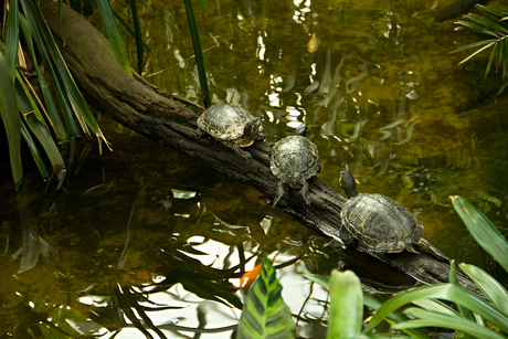 Overstekende schildpadden