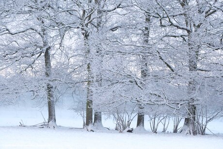 Bomenrij in een laagje sneeuw