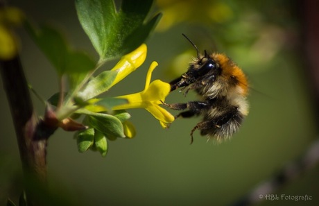 Vliegende hommel