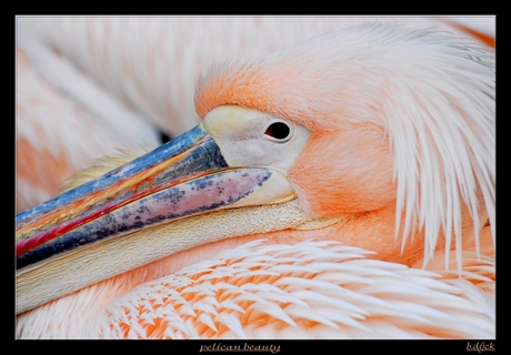 pelican beauty......