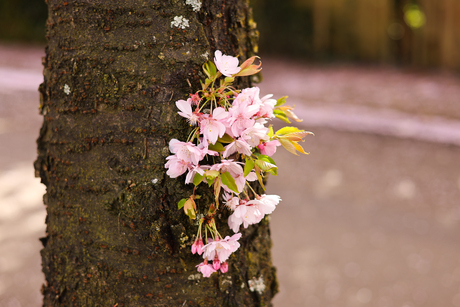Canon R8 test