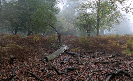 Amsterdamse Waterleiding duinen