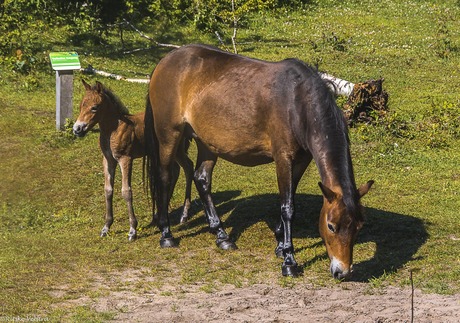 Exmorre pony met veulen.