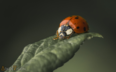 ladybug