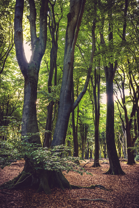 Speulder- en Sprielderbos.