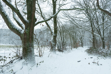sneeuw in het bos