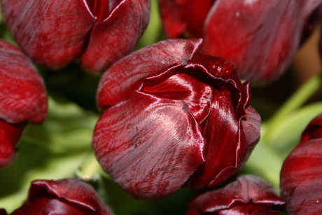 Een bos tulpen op tafel