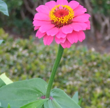 Zinnia