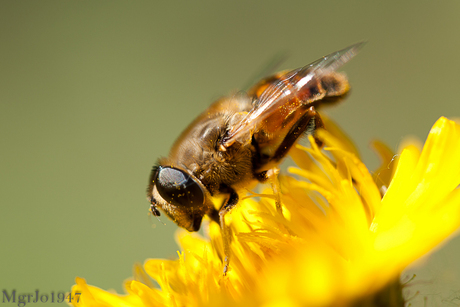 Bij op bloem