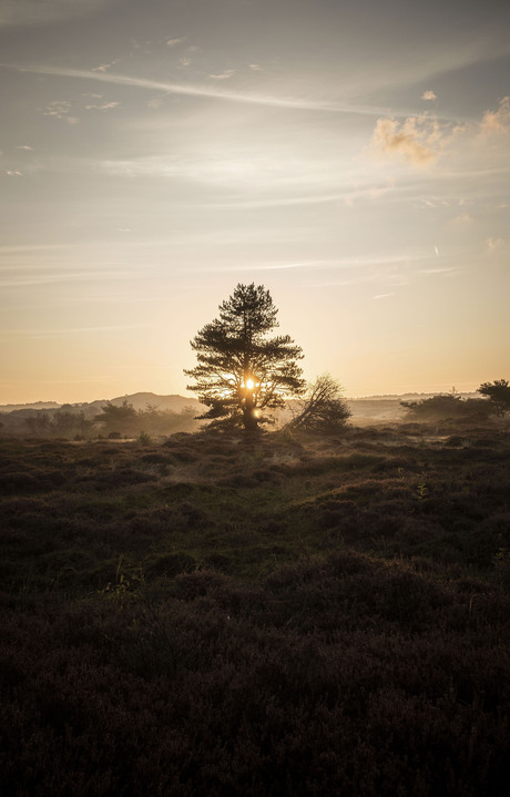 Einde van de heide