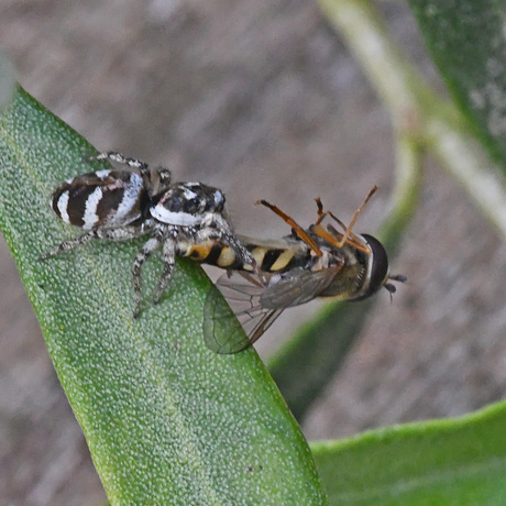 Huiszebraspin 