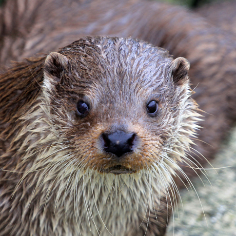 Inquisitive Otter