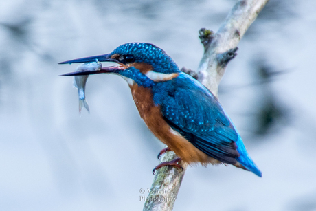 Kingfisher with a fish