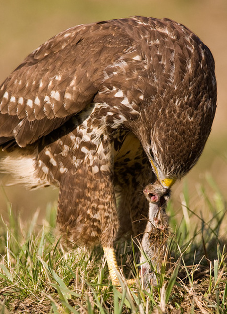 Buizerd vs Muis