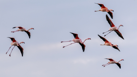 Flamingo's Grevelingenmeer 14-02-2026