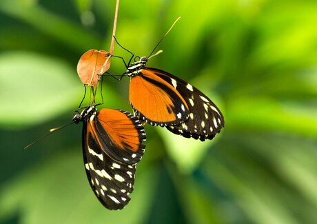 20130726-Utrecht-Botanische-tuin_S0A0074-WEB.jpg