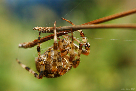 Busy spider.......