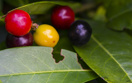 Berries in Multicolor!