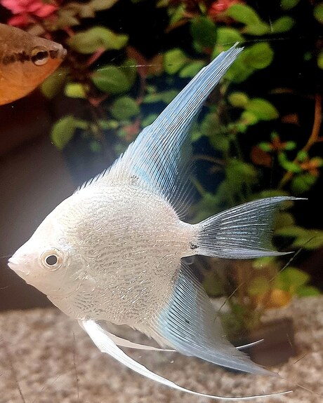Maanvis