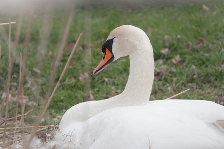 Zwaan op nest (2)