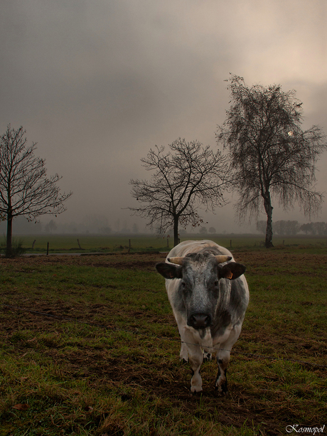 De Kempen in de mist 2