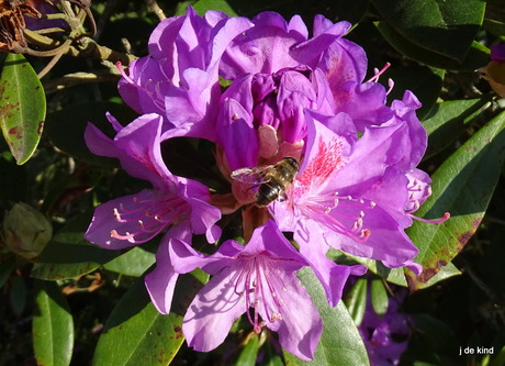 rhododendron