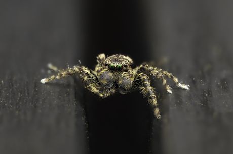 Itsy bitsy spider