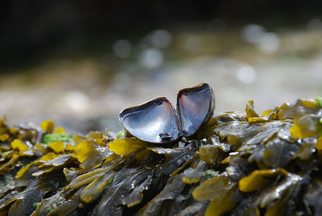 Mossel op een bedje van zeewier