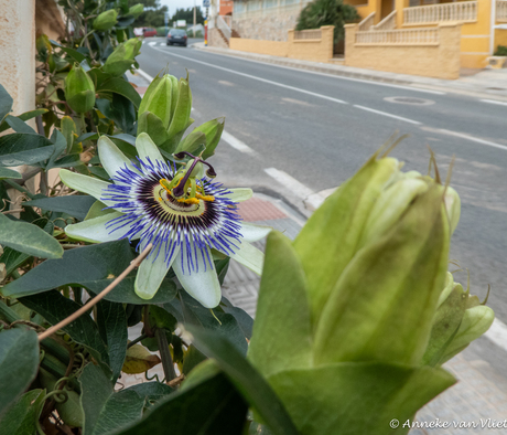 De Passiebloem Passiflora
