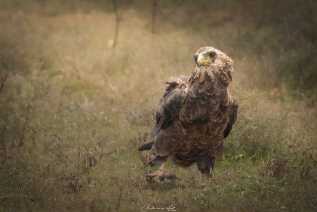 Eagle