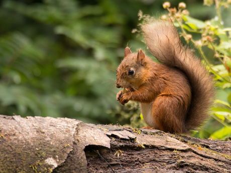 Ierland- red squirrel