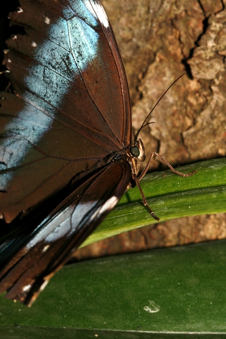 Pailio Nireus